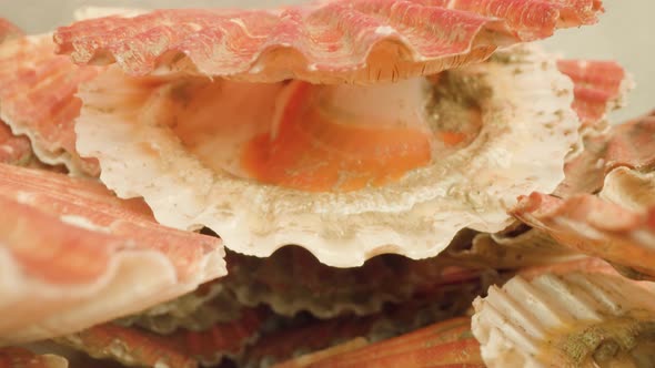 Bivalve Mollusk Shuts Scarlet Shell Lying on Pile in Studio
