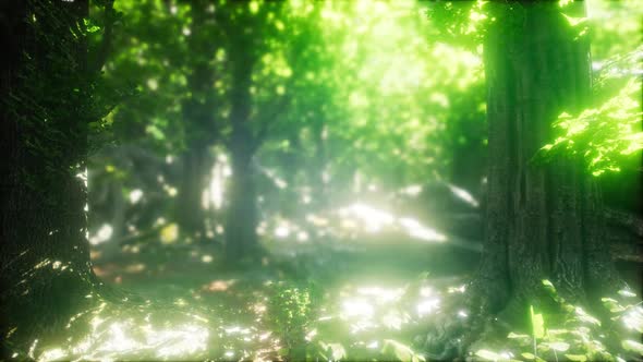 Sun Light in the Green Forest