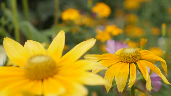 Garden of Rudbeckia hirta Irish Spring 4K 3840X2160 30fps UltraHD tilting footage - Shallow DOF Rudb