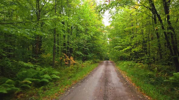 camera going forward on path surrounded by trees, nature