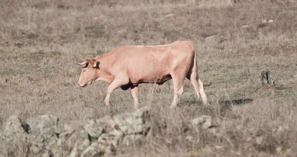 Alentejana Cow Walking In A Summer Field In Alentejo Province. Portalegre, Portugal - Slow Motion