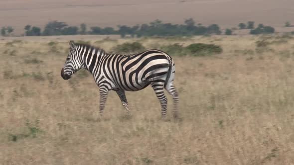 Zebra Walking on The Savanna 