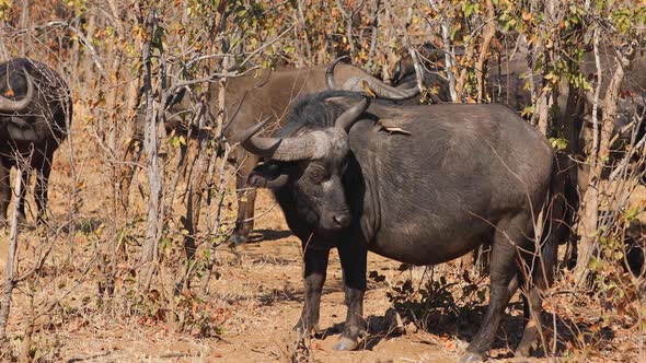 African Buffalo With Oxpecker Birds