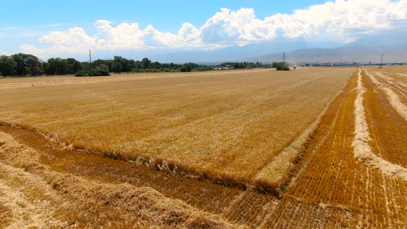 Aerial view of ripe barley fields