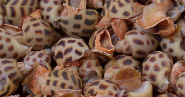 Sea snail close up