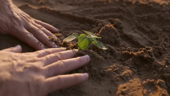 Farmer Hand Planting a Green Seedling in Soil