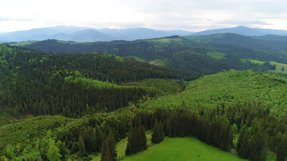 Aerial Shot of Green Forest