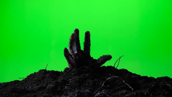 Zombie Hand Emerging From the Ground Grave. Halloween Concept. Green Screen. 013