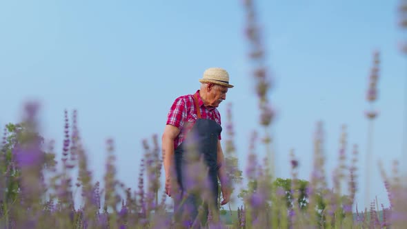 Senior Old Man Grandfather Farmer Growing Lavender Plant in Herb Garden Field Retirement Activities