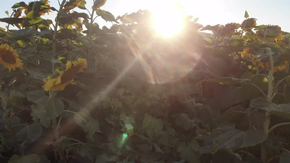 Growing Sunflowers in a Farmer's Field