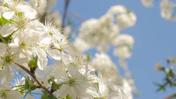 Prunus cerasus blossom branch in front of blue sky 4K 2160p UltraHD slow tilting video - Cherry tree