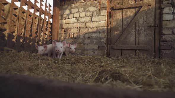 Four little shy pigs in a pigsty. pig farm