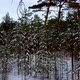 Moving Between Snowy Tree Trunks in Deep Winter Forest - VideoHive Item for Sale