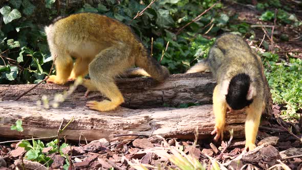 Couple of Squirrel Monkeys looking for food in woodland between leaves on the ground,close up - Sunn