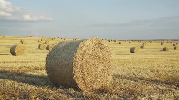 Close Viewing of Haystacks on Wheat Field with Bright Clear Sky in Summer Day