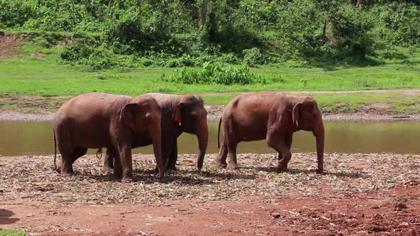 Elephants standing together by a river eating in slow motion.