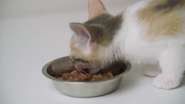 Young Cat Eating Wet Food From a Metal Bowl Isolated on White Background