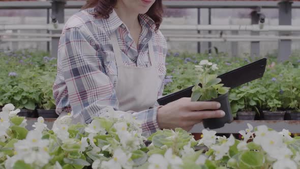 Unrecognizable Brunette Woman Checking White Flower in Pot in Glasshouse. Confident Serious