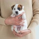 Girl Petting and Playing with a Small Puppy - VideoHive Item for Sale