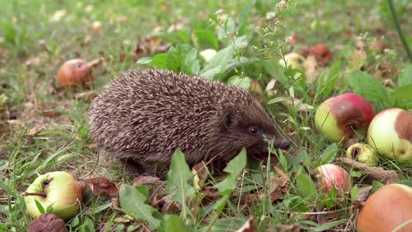 Hedgehog with apple on background. Hedgehog crawling near apples in the garden