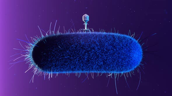 One bacteriophage T4 infecting E-Coli bacterium. Disease, medicine, illness.