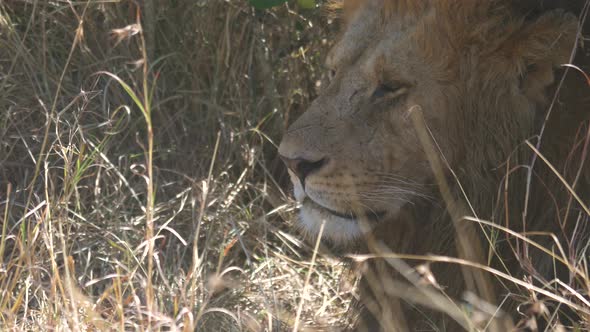 Close up of an African lion