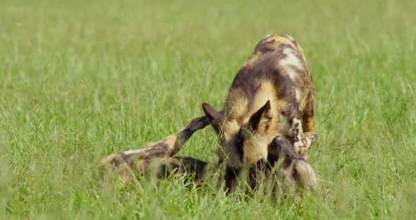 Two African Wild Dogs Fighting Each Another