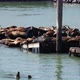 Sea lions on Pier 39 - VideoHive Item for Sale