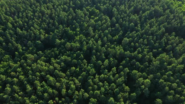 Aerial View Tops Of Forest Trees