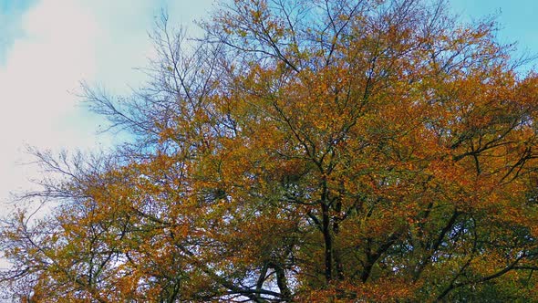 Tree With Yellow Leaves In The Fall