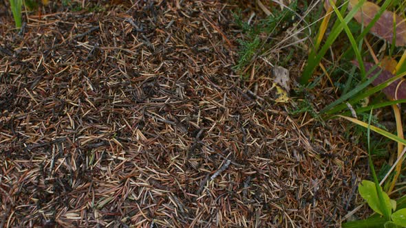 Anthill busy by the grass