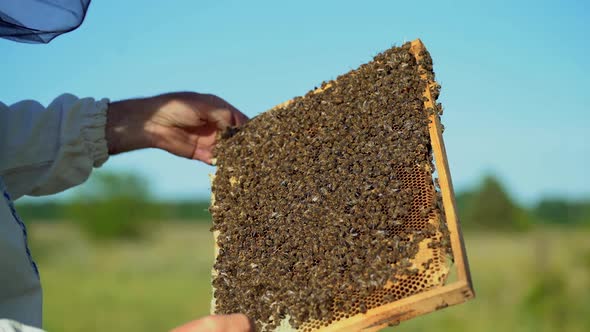 Beekeeper examines bees in honeycombs. Frames of a bee hive. Beekeeping.