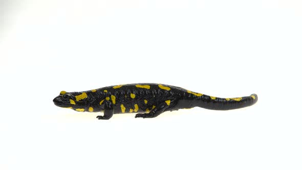 Salamandra Maculosa in White Background.