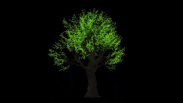 Light Tree Growing