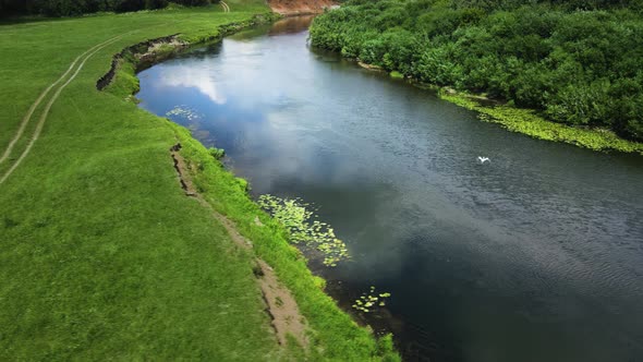 Watching wild birds from a drone. A huge heron flies across a river and lands