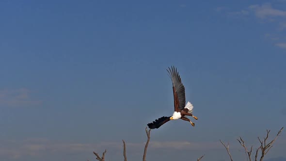 African Fish-Eagle, haliaeetus vocifer, Adult in flight, Fish in Claws, Fishing at Baringo Lake