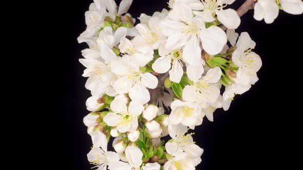 White Flowers Blossoms on the Branches Cherry Tree