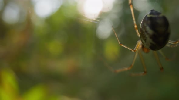 Small Grey Spider Spins Web Hanging Upsidedown in Park