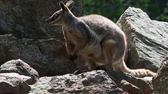 Yellow footed rock wallaby sitting on a rock