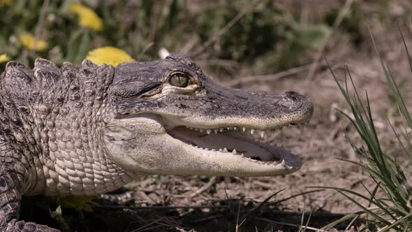 Alligator side profile in natural habitat