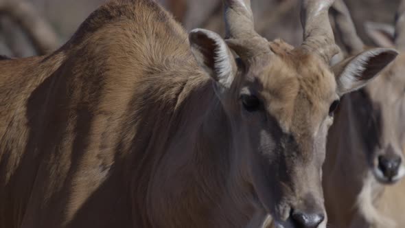 african elan african animal of prey in a herd desert life