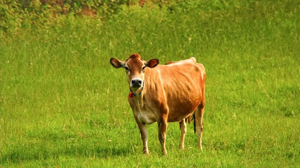 Cow