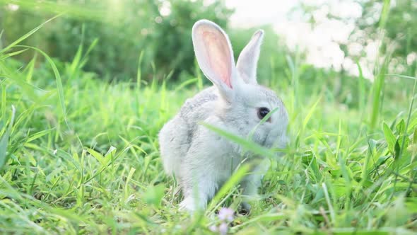 Cute Adorable Fluffy Gray Rabbit Grazing on Lawn of Green Young Grass Backyard