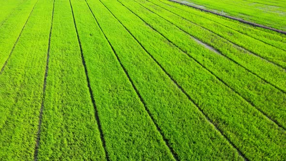 The sapling of the green rice plant. Video of fresh spring rice field