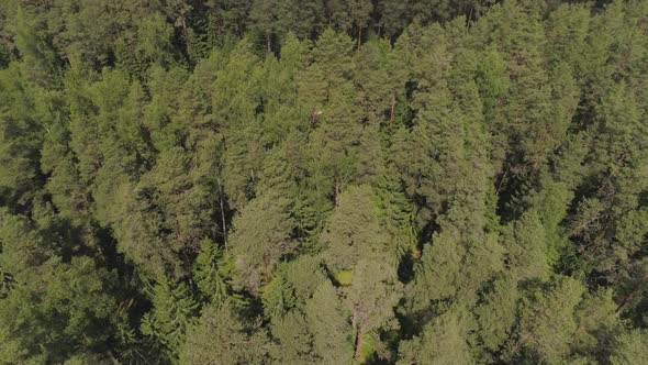 Flight Over the Green Forest.