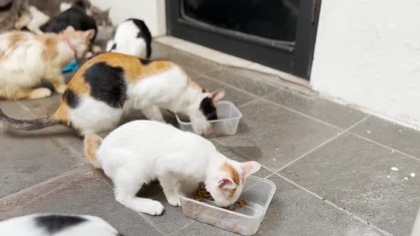 House Pets Cats Eating Together