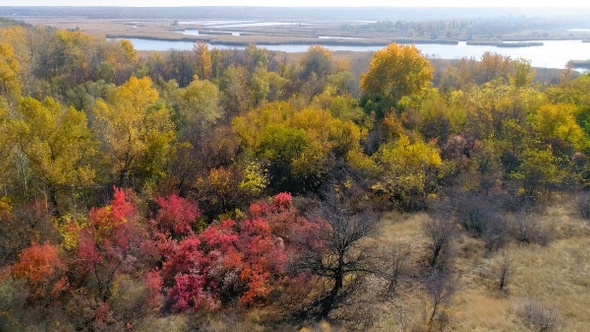 Scenic aerial view of autumn yellow-red forest on the river bank