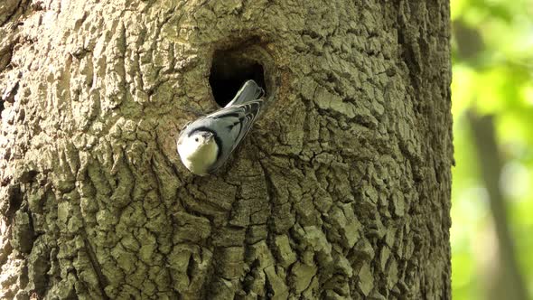 White breasted nuthatch bird come out from tree hole in a wood forest, static shot