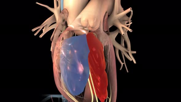 Heart Anatomy AV atrioventricular node For Medical Concept 3D Illustration