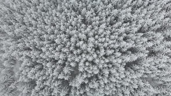 Top down aerial upward over dense snow covered pine trees